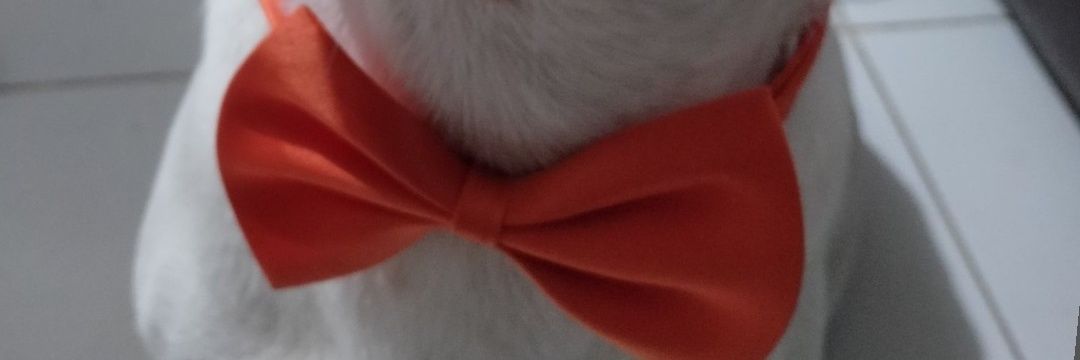 NotTipsyRichy's profile banner image