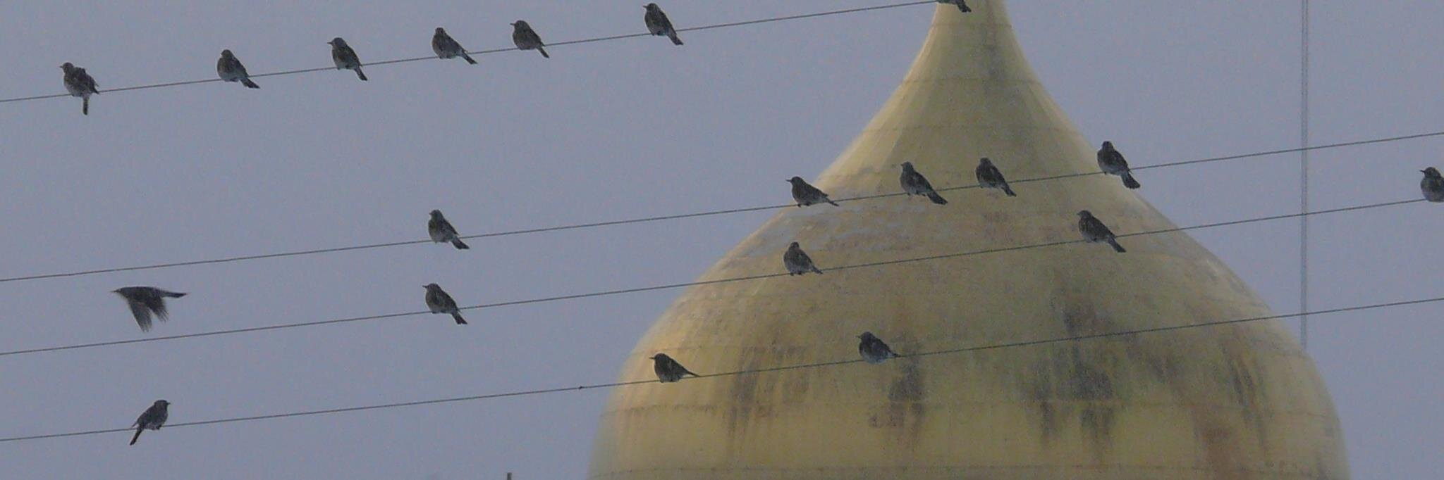 Maria PerssonLöfgren banner