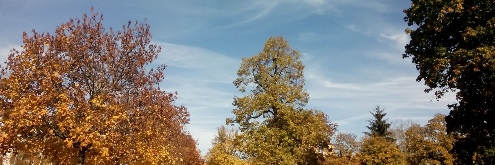 Sebastian Hollizeck banner