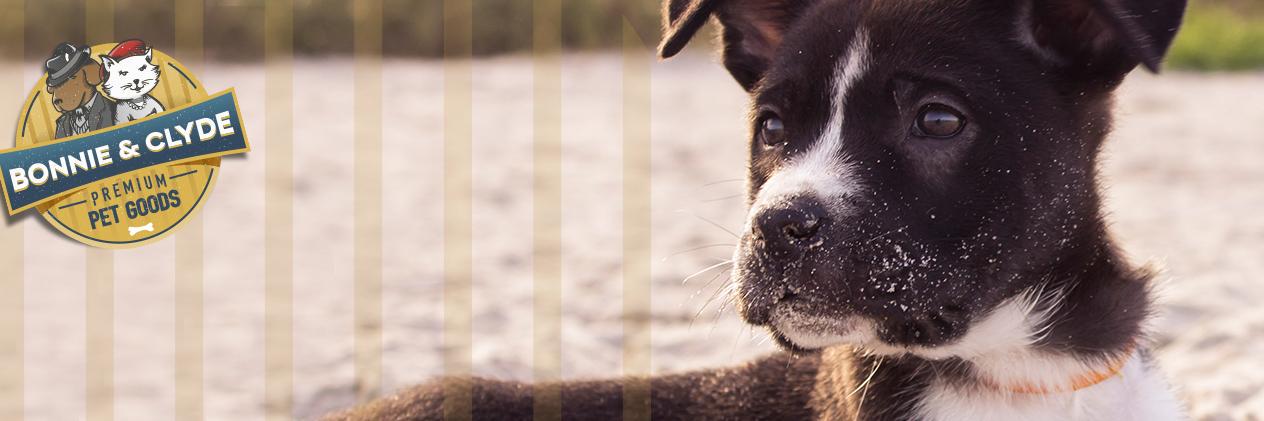BnCPetGoods's profile banner image