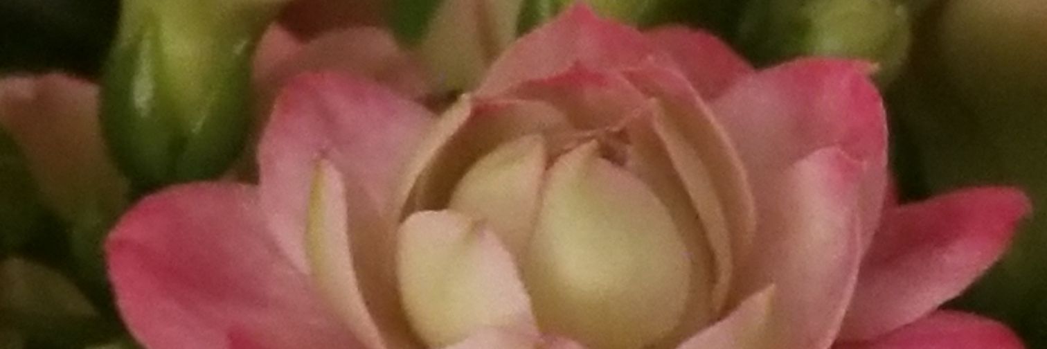 TerrieHorvatic's profile banner image