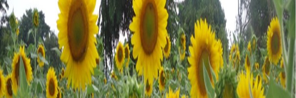 Felicity Palmira Acan banner