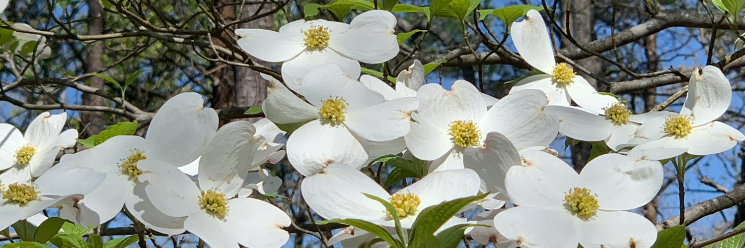 patlitha's profile banner image