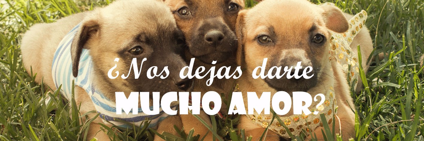 ZaguatesRefugio's profile banner image