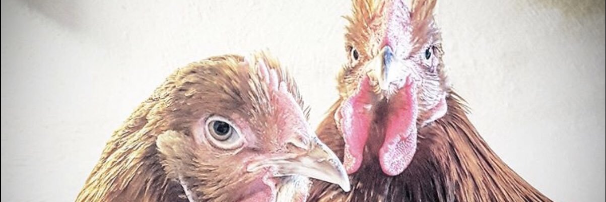 PatyTroll's profile banner image