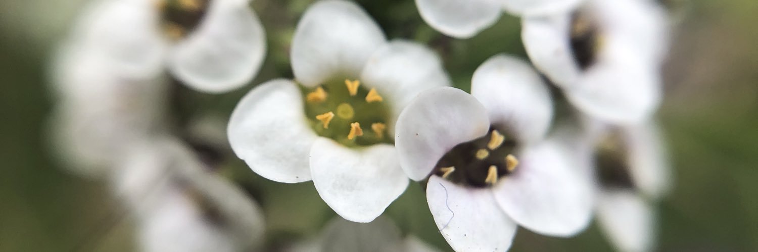 RoseBerry88's profile banner image