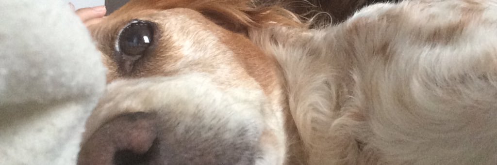 SarahAliix's profile banner image