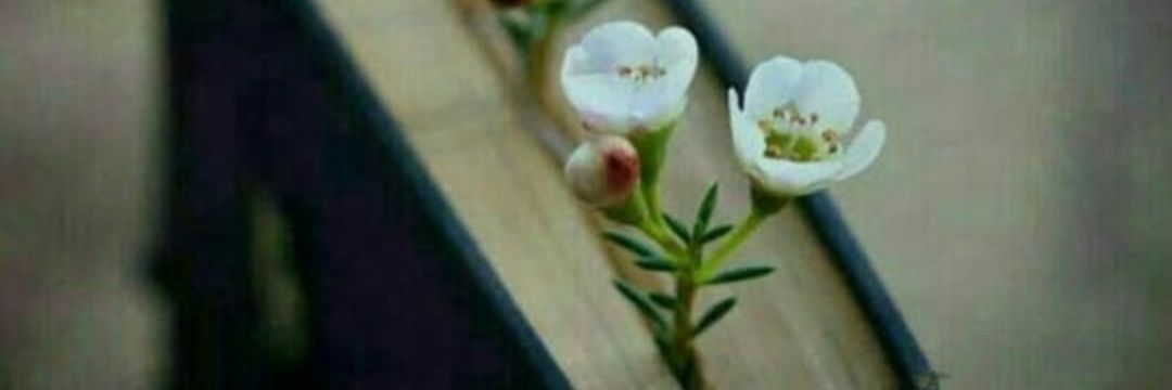 rafef59's profile banner image