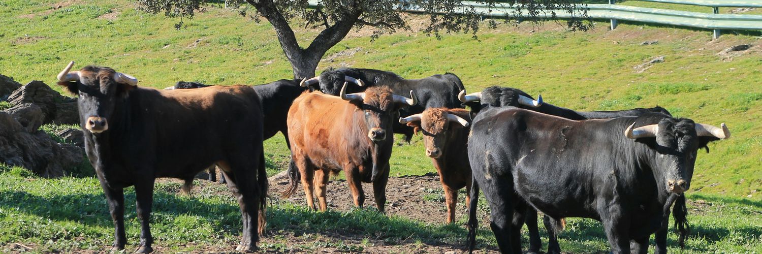 David Lorente banner