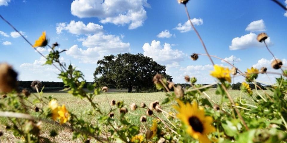 SandyOaksTx's profile banner image