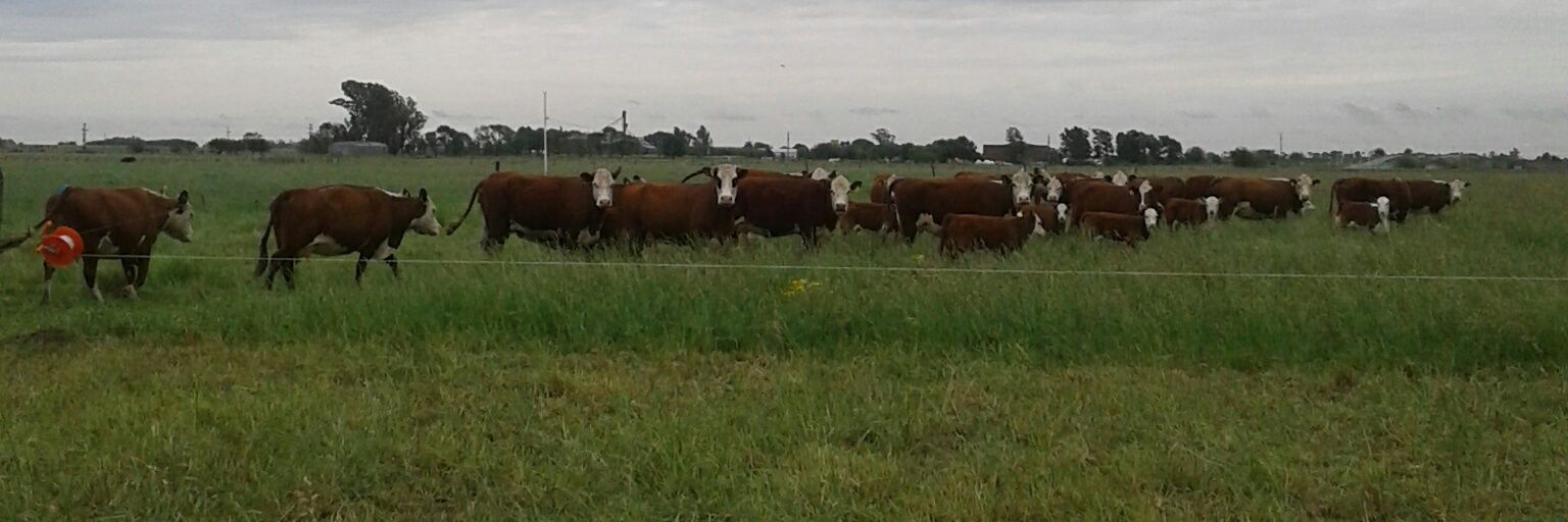 cebadordemates's profile banner image