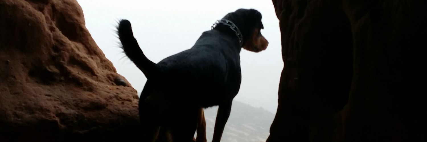WillyLololo's profile banner image