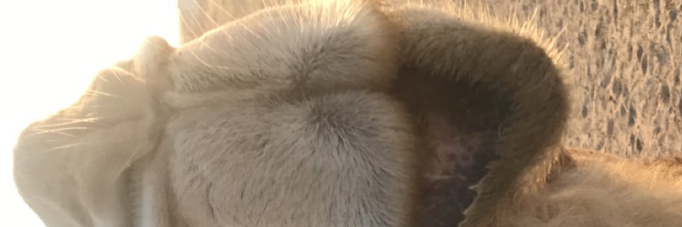 essa203's profile banner image