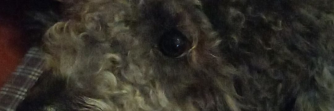 dicsep's profile banner image