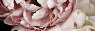 Ashley_Nevin1's profile banner image