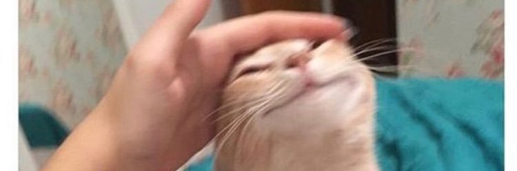 catnoodlez's profile banner image