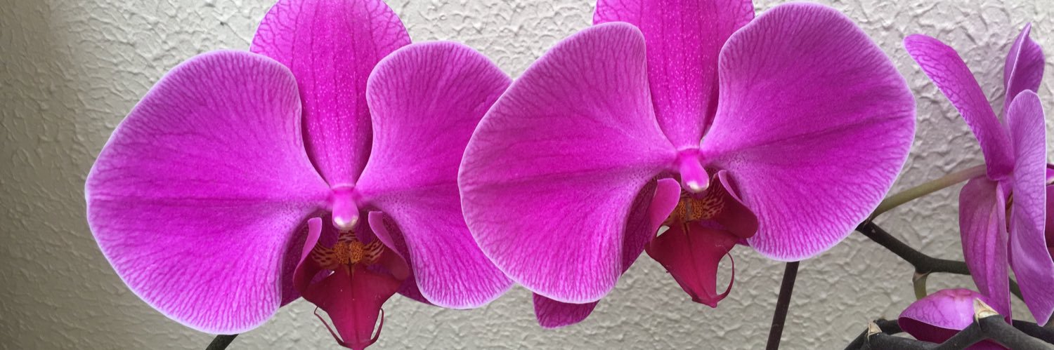 Karen González S. banner