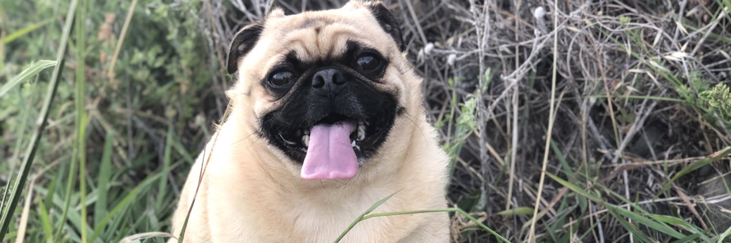 Sheldon_Ahole's profile banner image