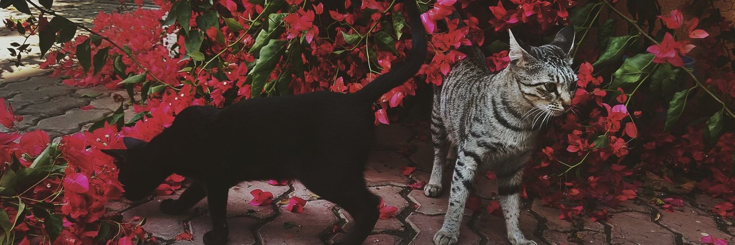 stxpbroo's profile banner image