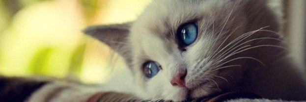 shigarde_2's profile banner image