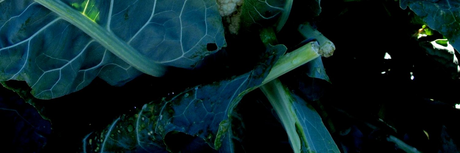 Turquoise_Wine's profile banner image