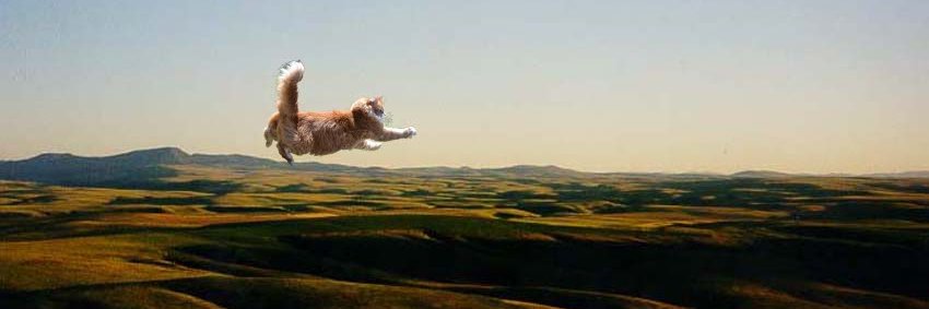 ILoveCatsMore banner