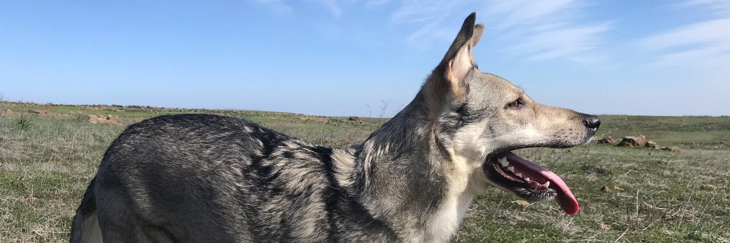 sergio_vet's profile banner image