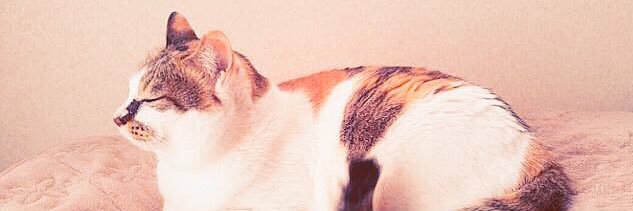 a31613788's profile banner image