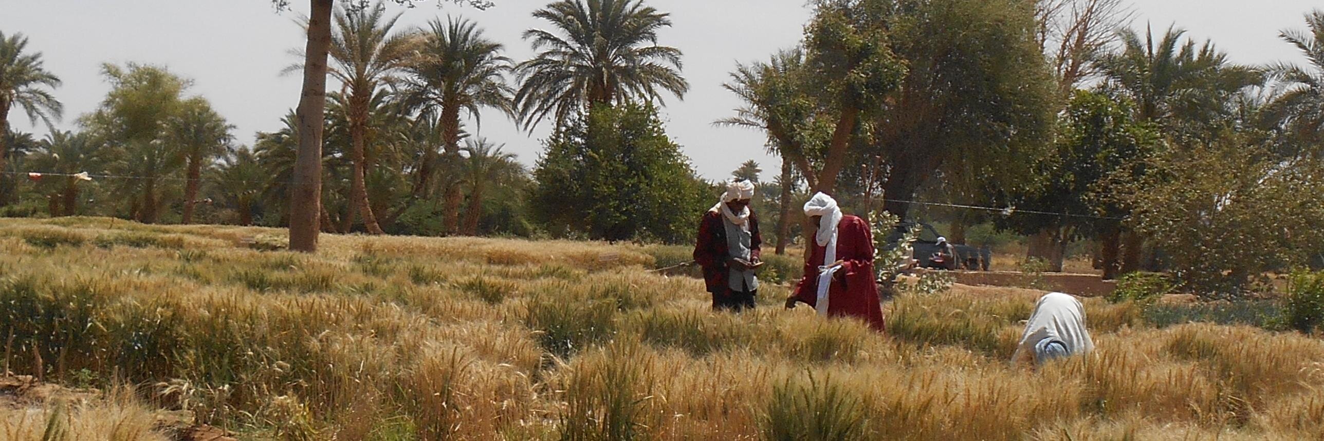 Institut National de la Recherche Agronomique banner