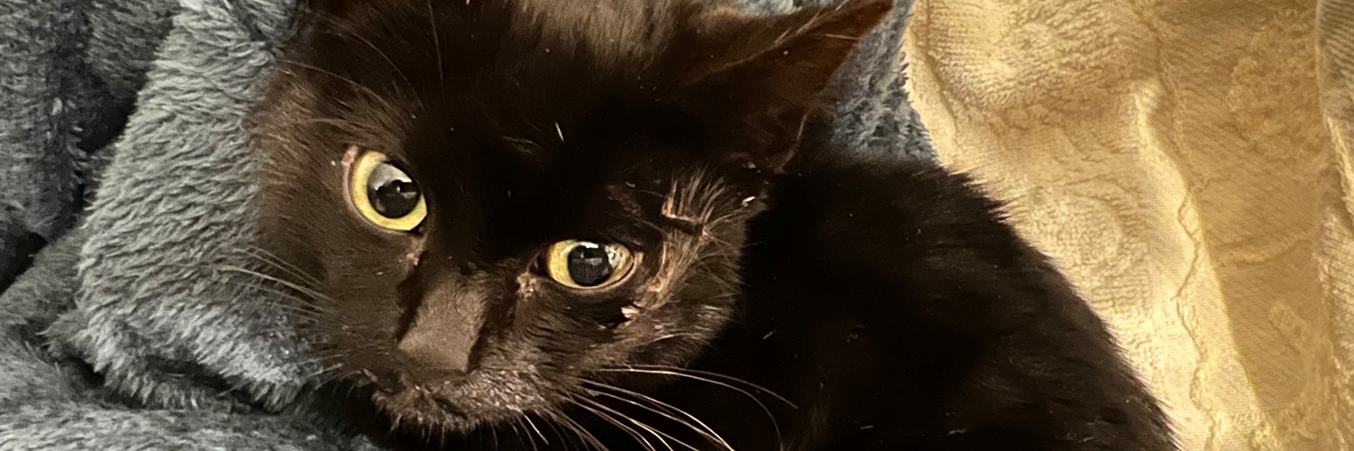 ConsettCats's profile banner image