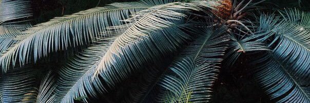 DancerBelka's profile banner image