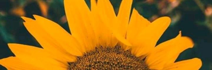 _RodriguesGrazi's profile banner image