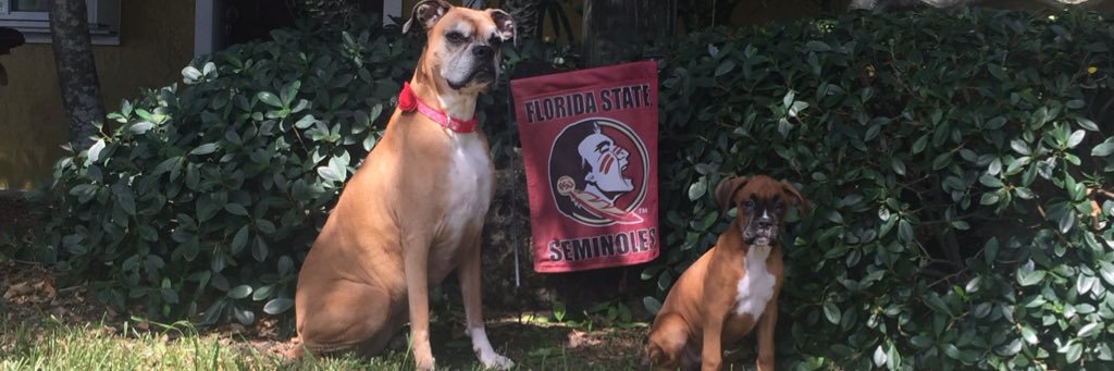 954Nole's profile banner image