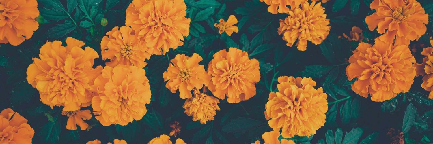 a_dusk's profile banner image