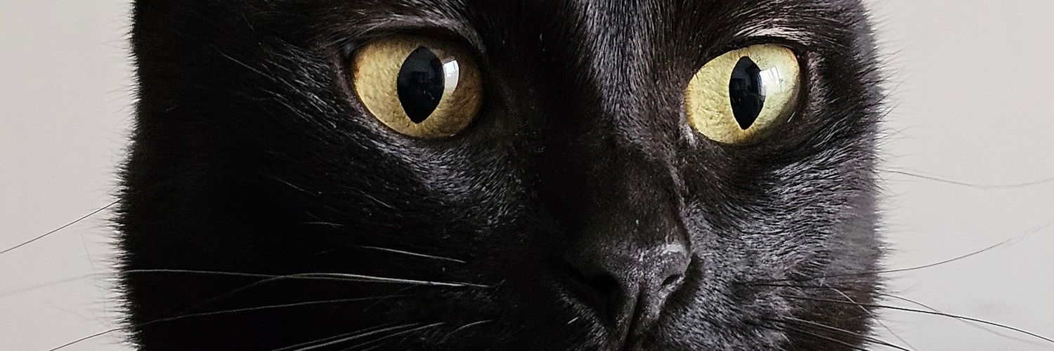 cinytimo's profile banner image