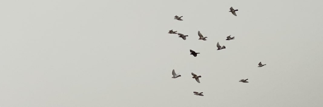 أنوار. banner