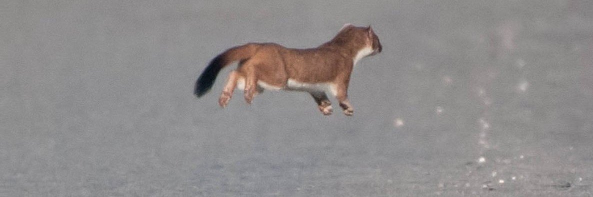 hoverstoat's profile banner image