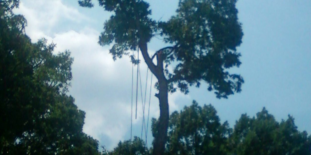 Tree_monkey2's profile banner image
