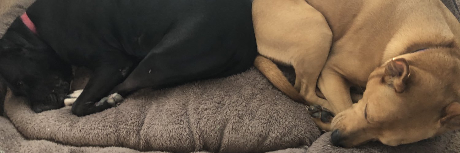 cuteNeducated's profile banner image