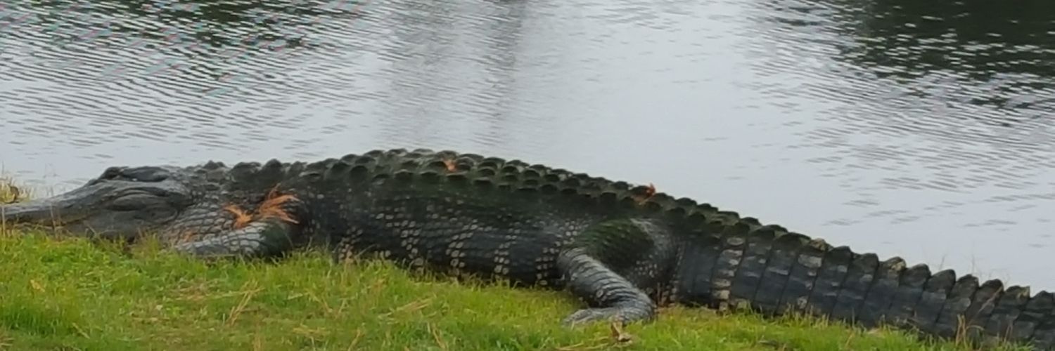 mbertaud's profile banner image