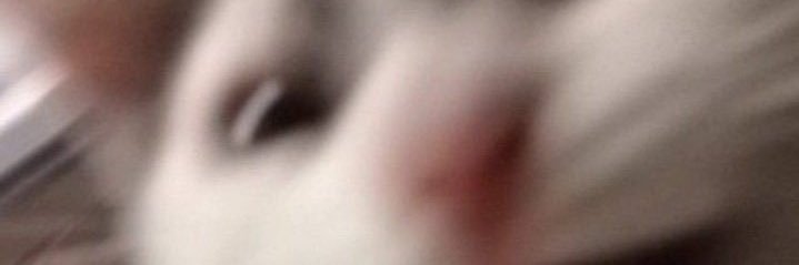 SimpleGaboo's profile banner image