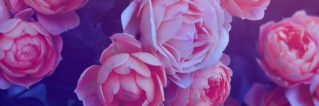 rissa23's profile banner image