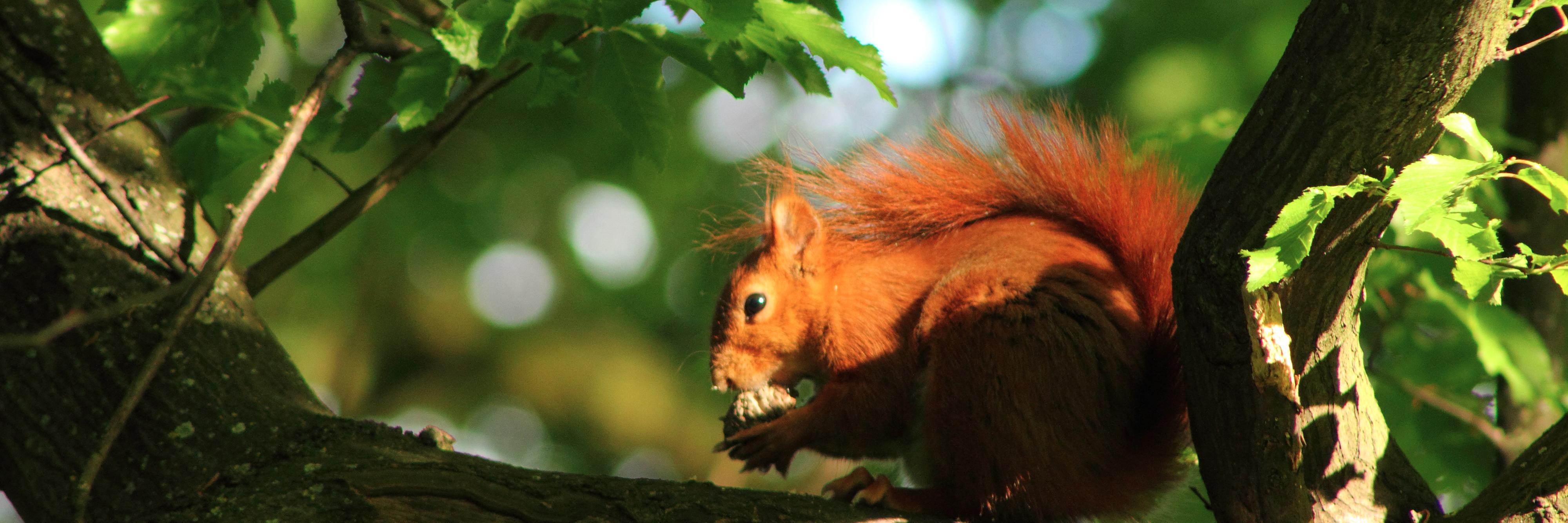 journalanimaux's profile banner image