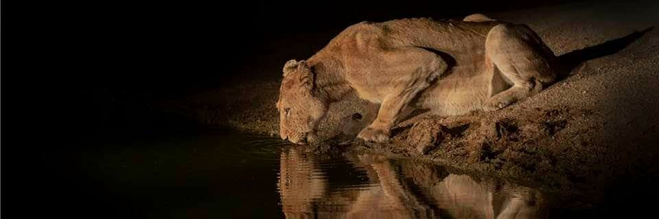 Monique Clague banner