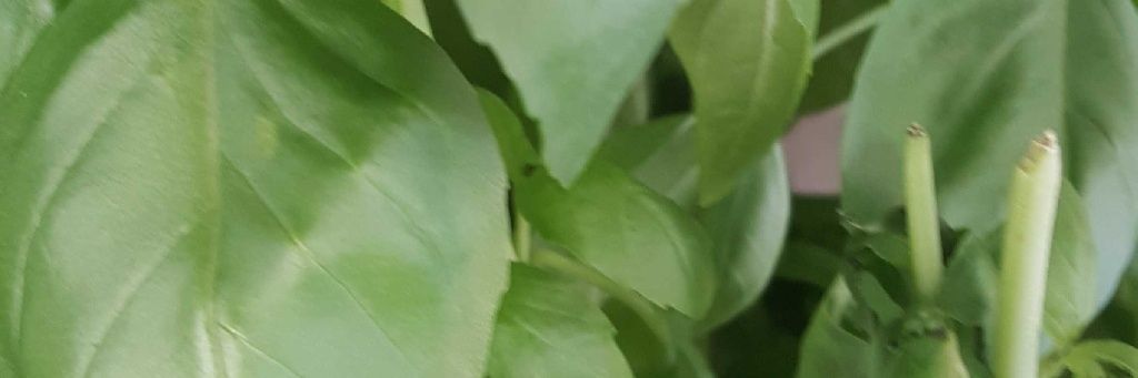 frenktheone's profile banner image