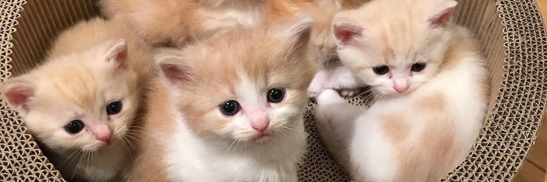 Cute_cats0's profile banner image
