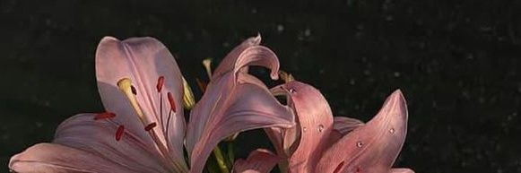 DominicAD77's profile banner image