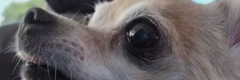 ElPapuco's profile banner image