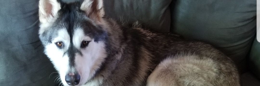 pricedi's profile banner image