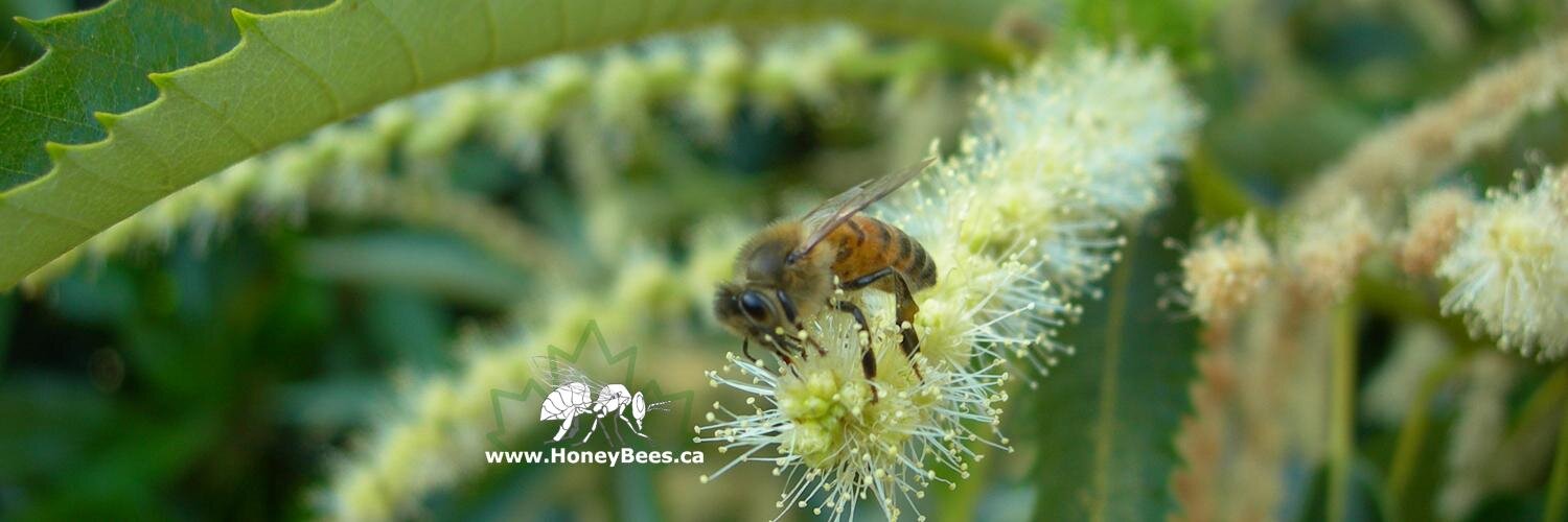 honey_bees_buzz's profile banner image